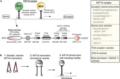 Going Too Far Is the Same as Falling Short†: Kinesin-3 Family Members in Hereditary Spastic Paraplegia